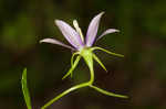 Florida bellflower